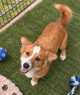 Koa