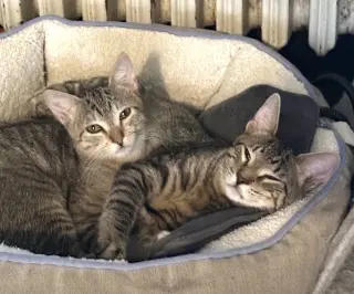 Remus and Romulus