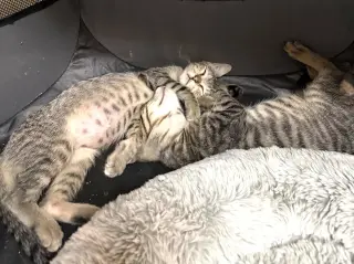 Remus and Romulus