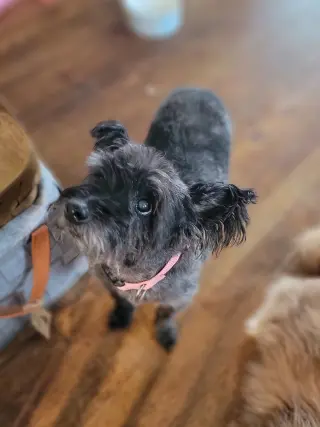 Gracie Lou