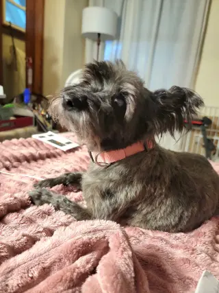 Gracie Lou