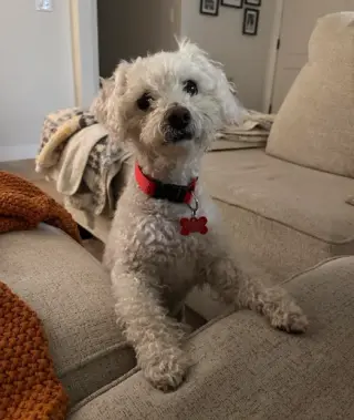 Shorty