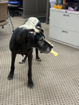 Pipsqueak