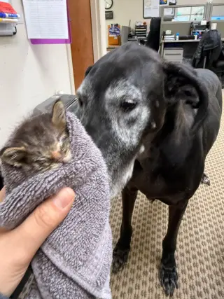 Pipsqueak