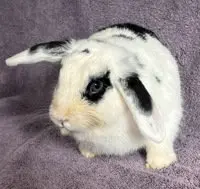 Bowie