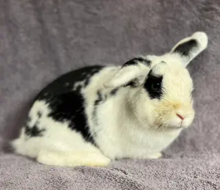 Bowie