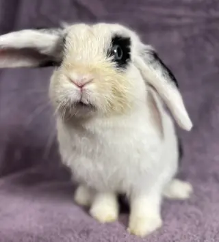 Bowie