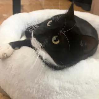 Misky