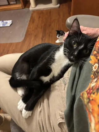 Vivian