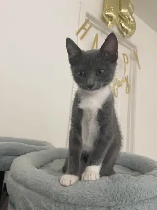 Binky