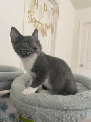 Binky
