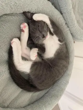 Binky