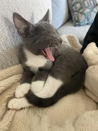 Binky