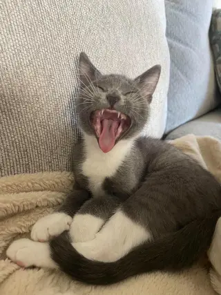 Binky