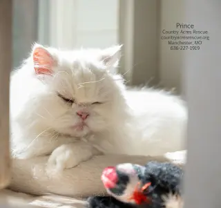 Prince