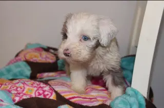 Arlo