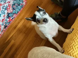 Gracie ** Courtesy Post