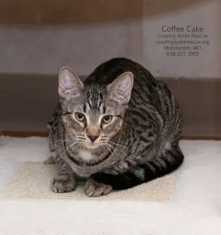 Coffee Cake
