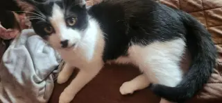 Patrick bonded with Patches (foster cat)