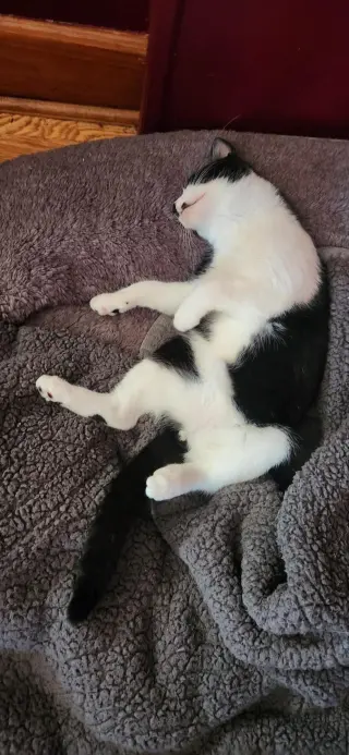 Patrick bonded with Patches (foster cat)