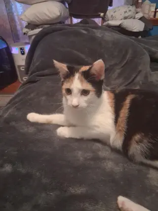 Patches(2) bonded with Patrick (foster cat)