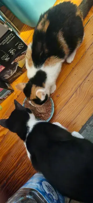 Patches(2) bonded with Patrick (foster cat)