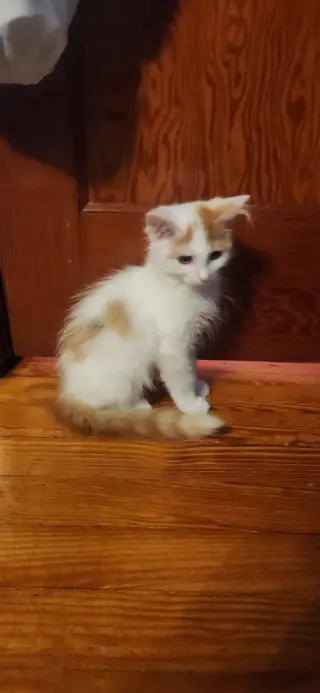 Whisp (foster cat)