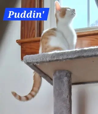 Puddin’ (foster cat)