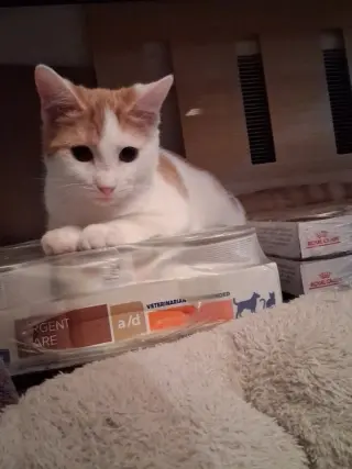Puddin’ (foster cat)