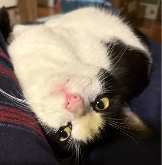 Jaspurr