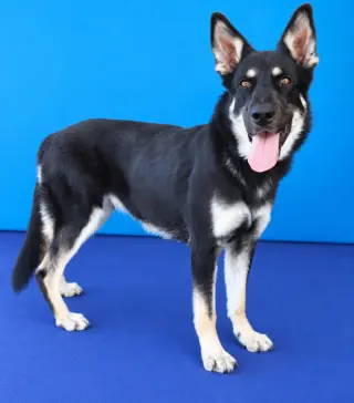 RASCAL