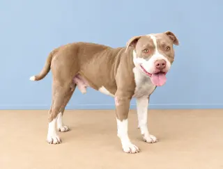 SWEET BOY