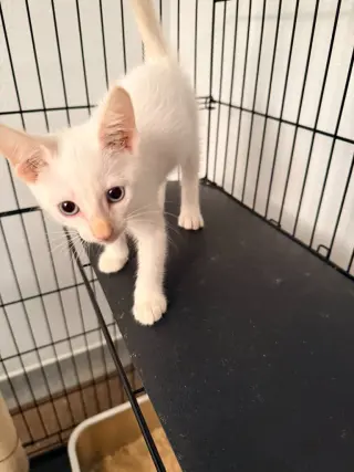 Lumi