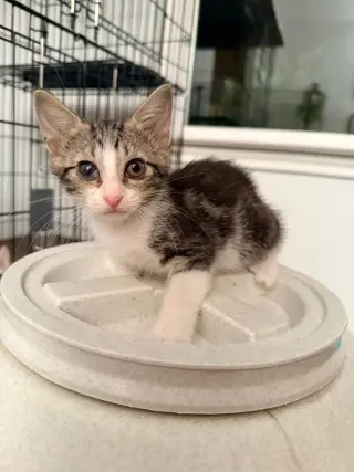 Marble