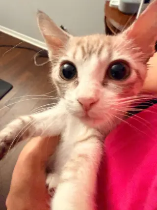 Vanilla Bean