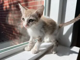 Vanilla Bean