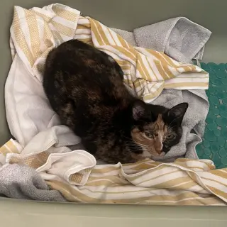 Agnes (Aka Persephone)