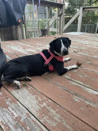 Zoey