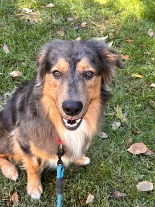 Loki