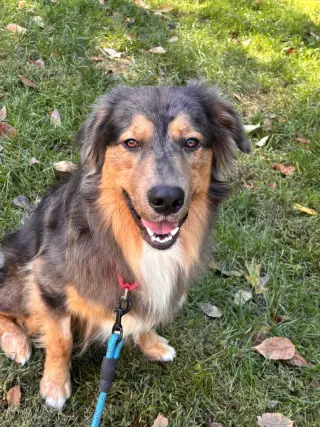 Loki