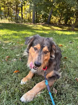Loki