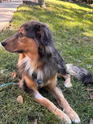 Loki