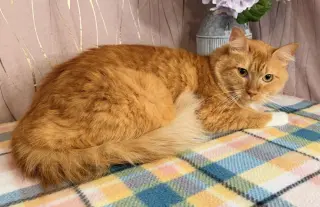 Roux