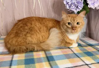 Roux