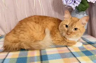 Roux