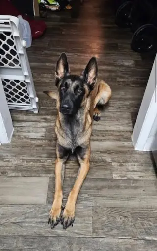 Astrid Located in Colorado