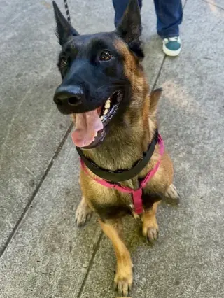 Astrid Located in Colorado