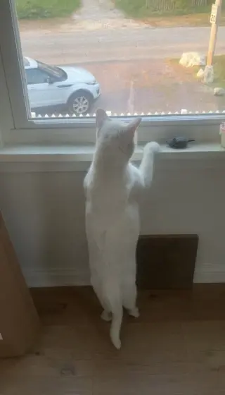Alaska