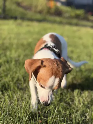 Cayenne