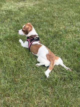 Cayenne
